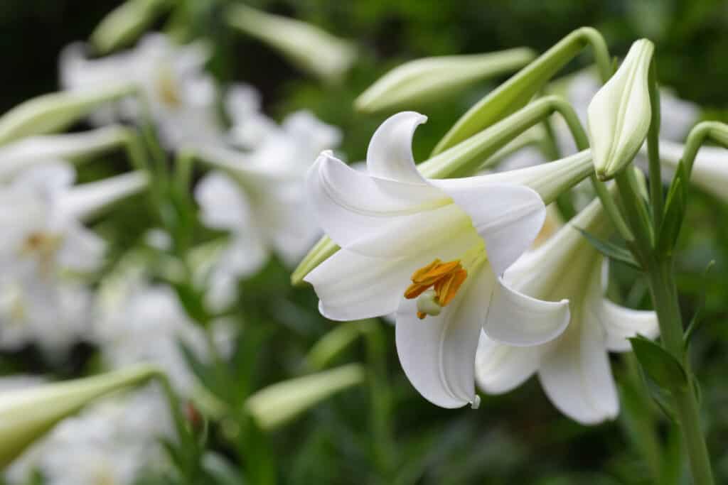 Easter Lily (Lilium longiflorum) white flowers