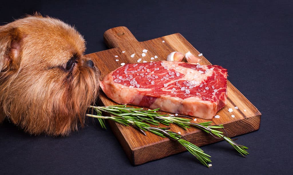 Dog, Eating, Steak, Pork, Beef
