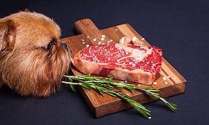 Can Dogs Eat Steak? How Much is Safe? Picture