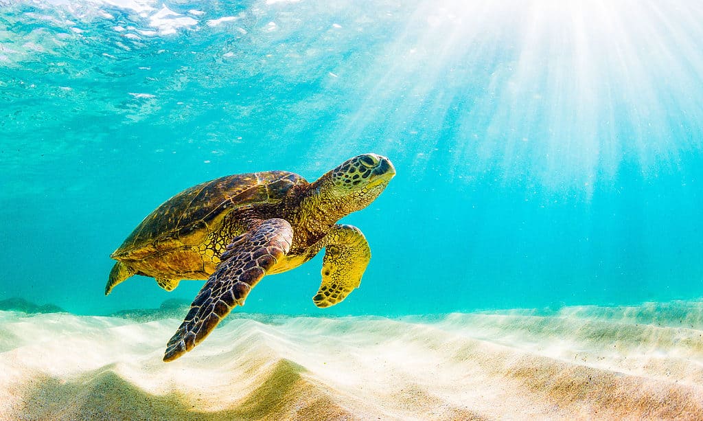 Hawaiian green sea turtle swimming in clear blue waters