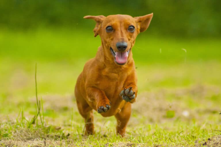 Animal, Dachshund, Dog, Exercising, Horizontal