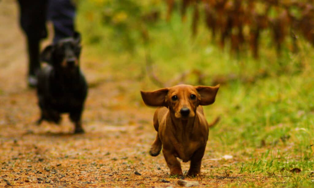 A brown dachshund running in grass/reddish brown dirt with its big ears flying.