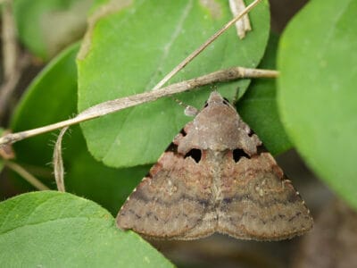 A Gypsy Moth
