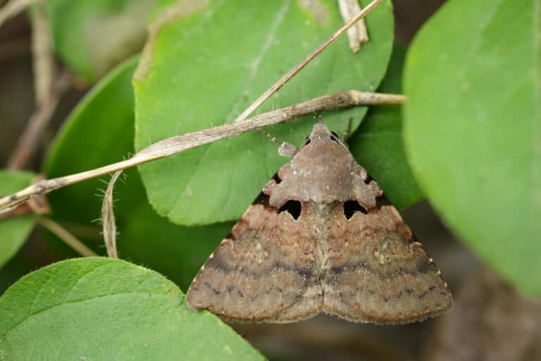 a gypsy moth on a green leaf
