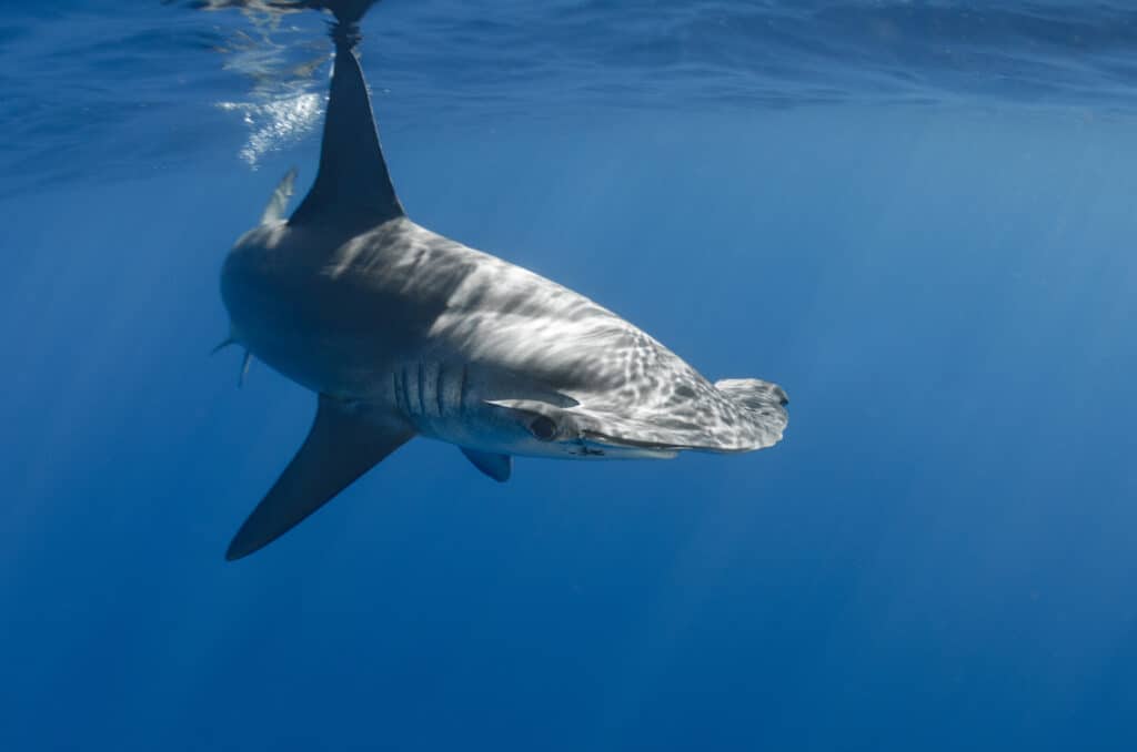 Smooth hammerhead shark (Sphyrna zygaena)