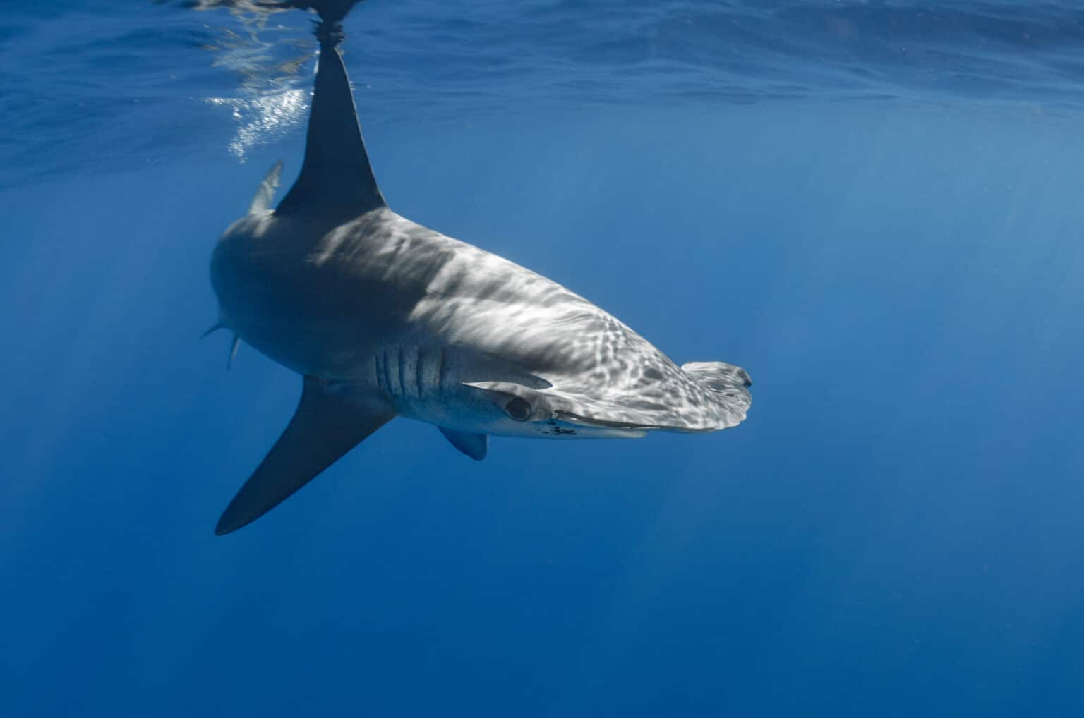 Hammerhead Shark Size Comparison: Just How Big Do They Get? - A-Z Animals