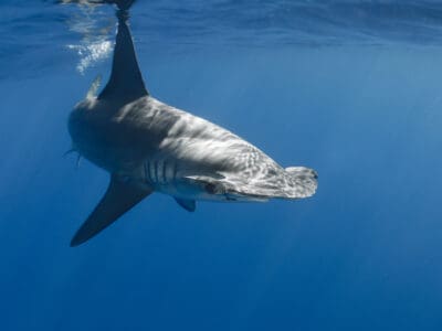 A Smooth Hammerhead Shark