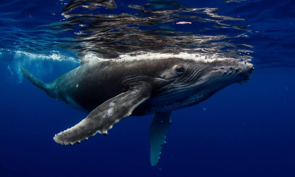 Humpback Whale, Underwater, Calf, French Polynesia, Photography