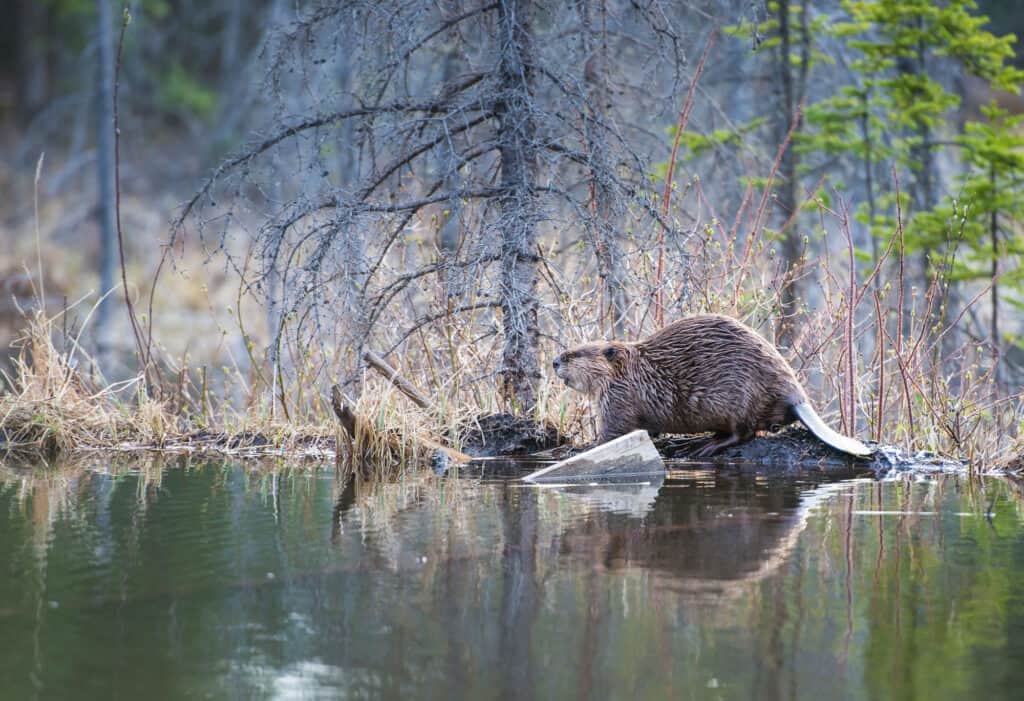 Beaver, Canada, Alberta, Animal Wildlife, Animals In The Wild