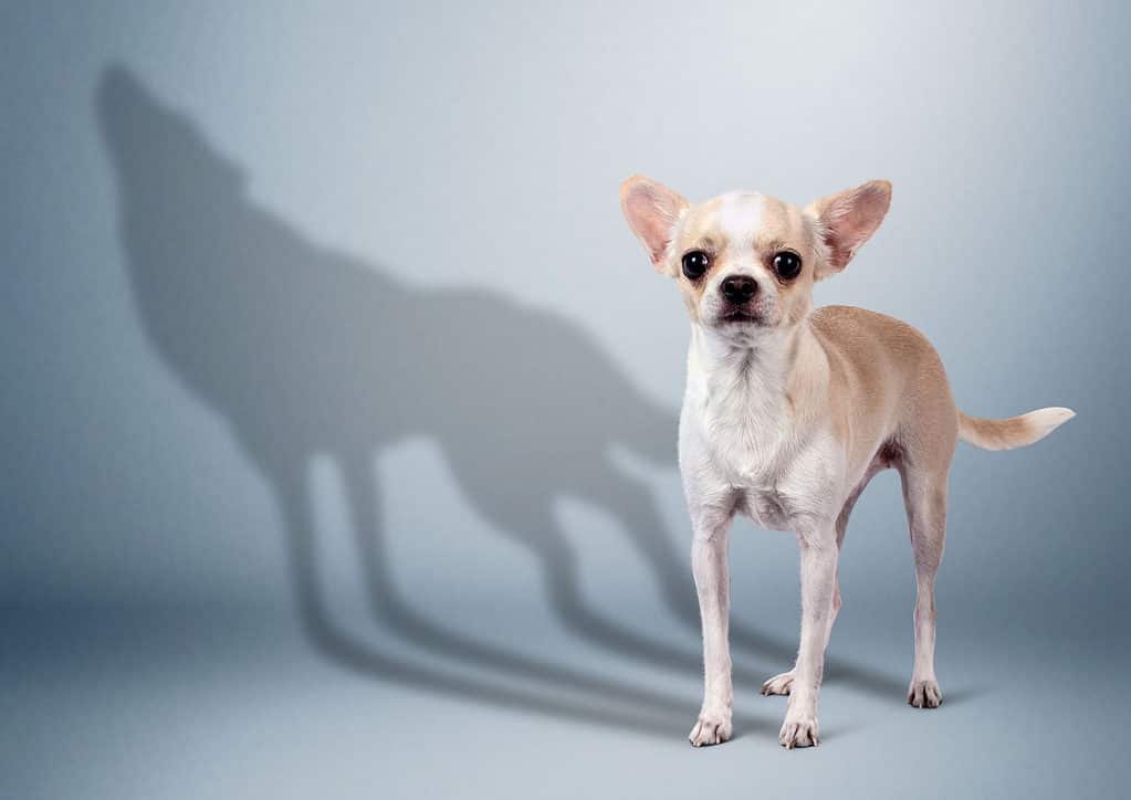 Wolf, Dog, Shadow, Chihuahua - Dog, Anger