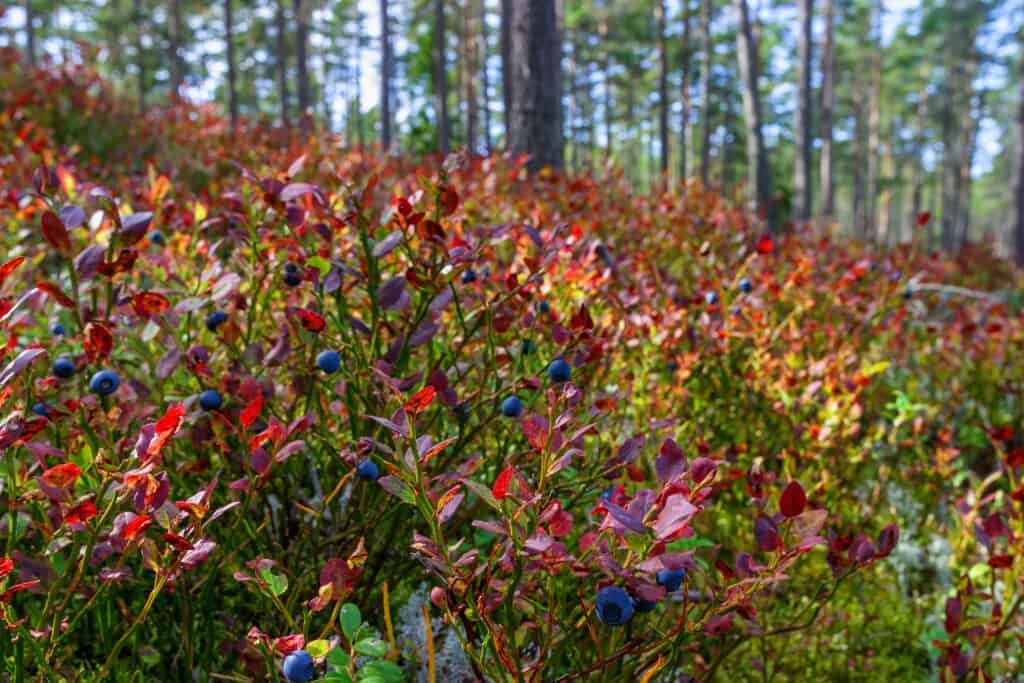 Wild blueberry bushes with red and gold leaves, punctuated with blueberries
