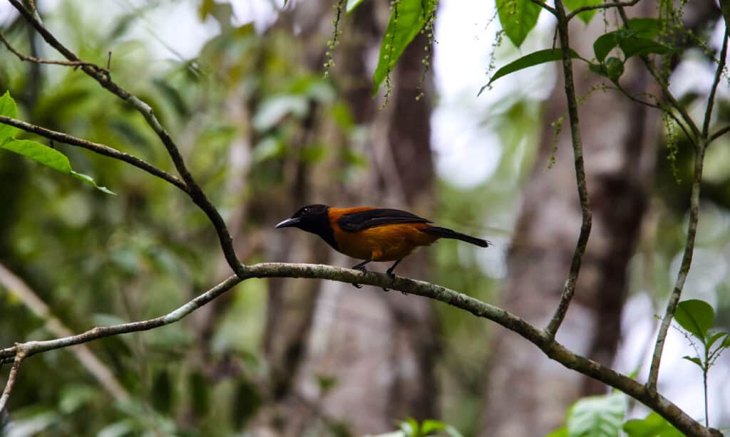 A hooded pitohui, center from facing left, perching on a bare tree limb, against an out-of-focus natural background of brown grey tree trunks and green foliage. The bird itself has an orang/rust body, black head tail, and wing.