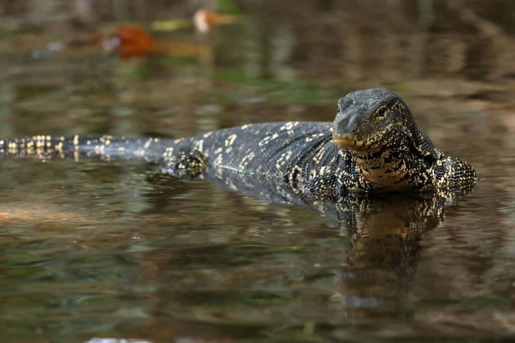 Asian water monitor in water