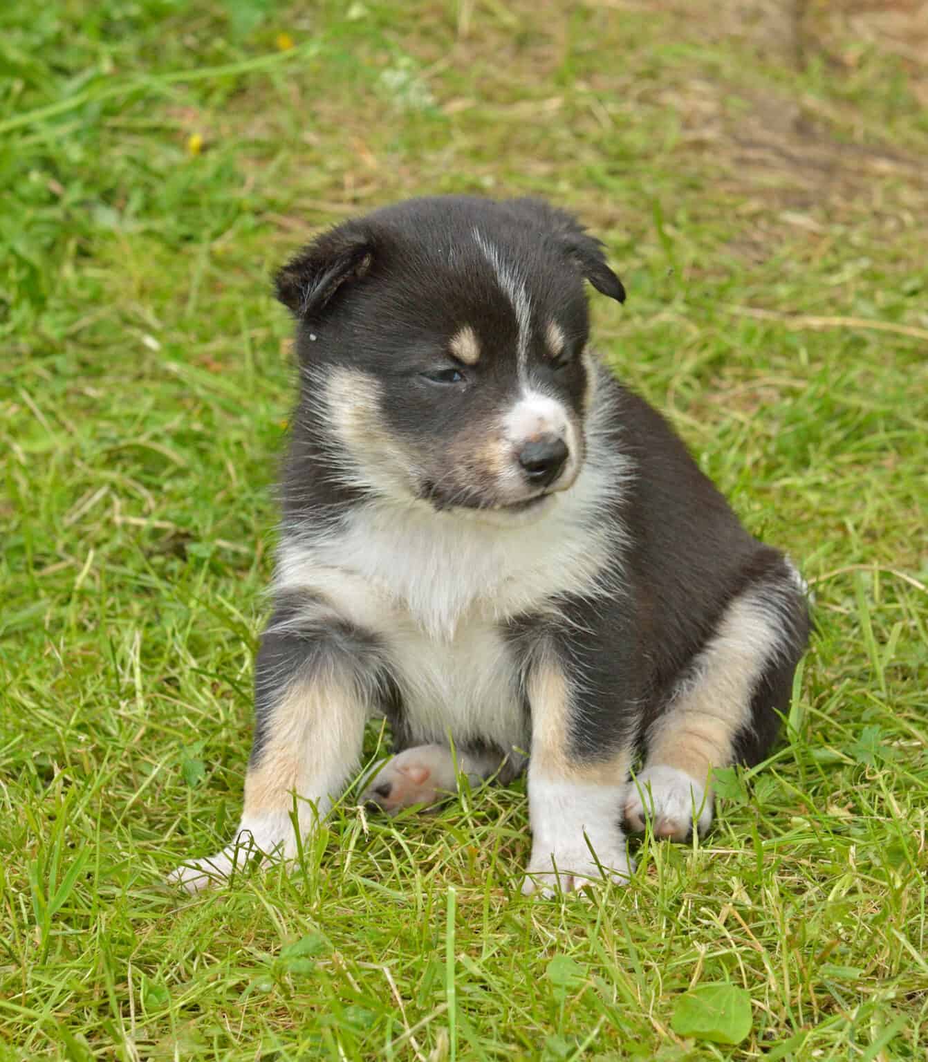 Swedish Lapphund- A-Z Animals