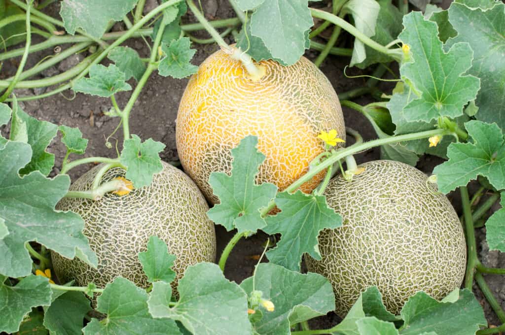 Two greenish-grey, and one partially dull-orange, unripe cantaloupes still on the vine in a sea of green leaves.