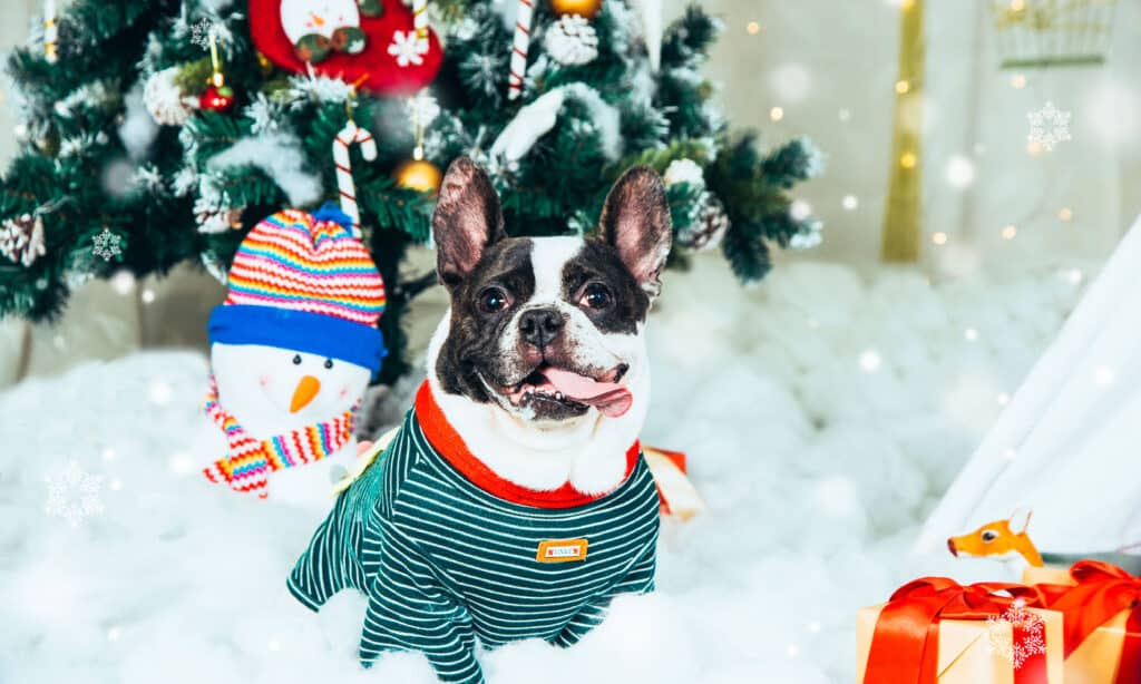 A black and white small dog with its tongue hanging out dressed in a red and green sweater sitting I front of a winter holiday setting - tree covered in snow and candy canes and a plush snowman .