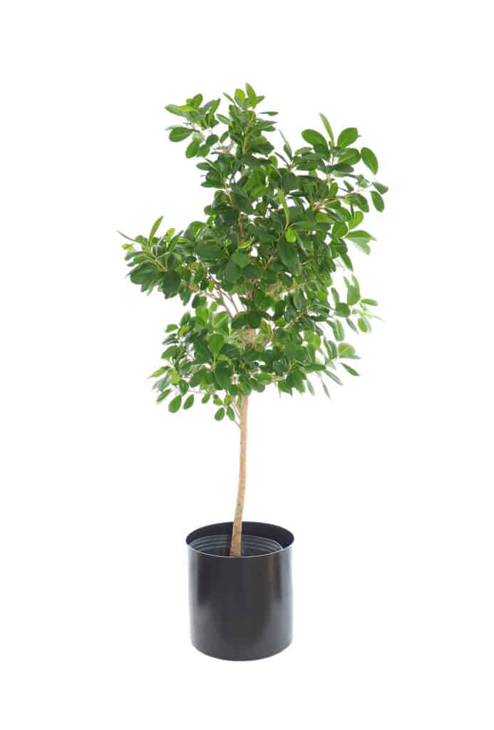 a ficus tree in a black pot against a white background.