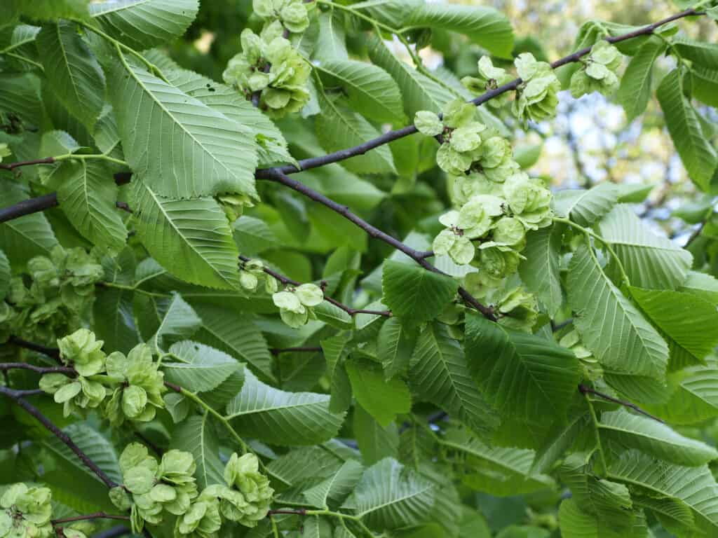 Siberian elm (Ulmus pumila) foliage