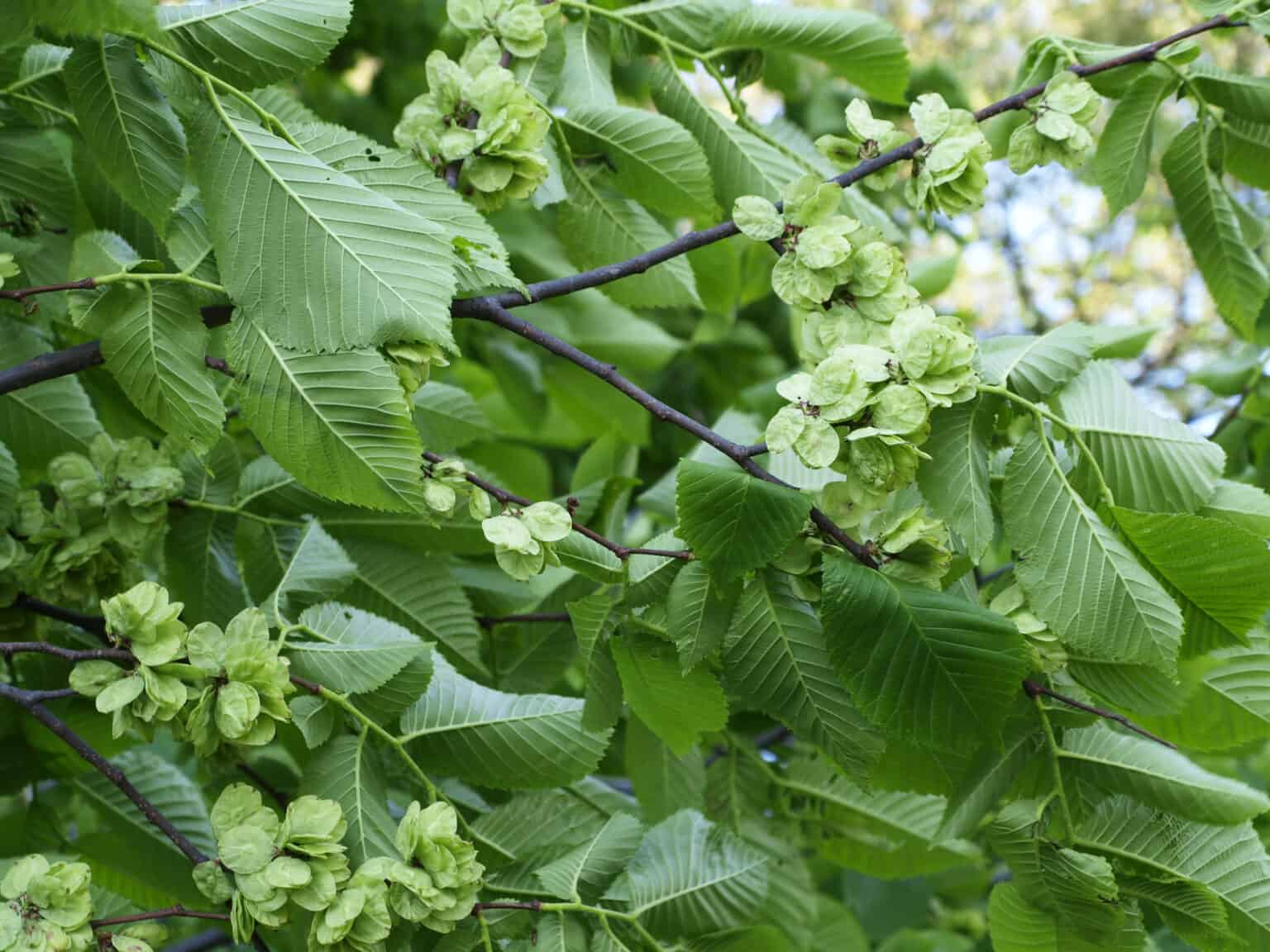 15 Incredible Trees Native to the Arctic - A-Z Animals