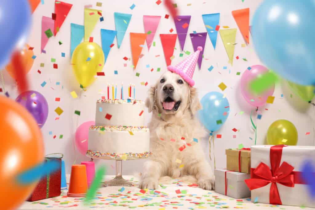 A dog has a birthday party