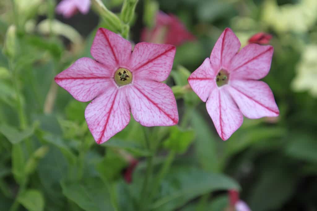 two star-shaped light pink flowers withndeeper a pink line running vertically through the center of each of the five petals, growing on the tobacco plant with a green background