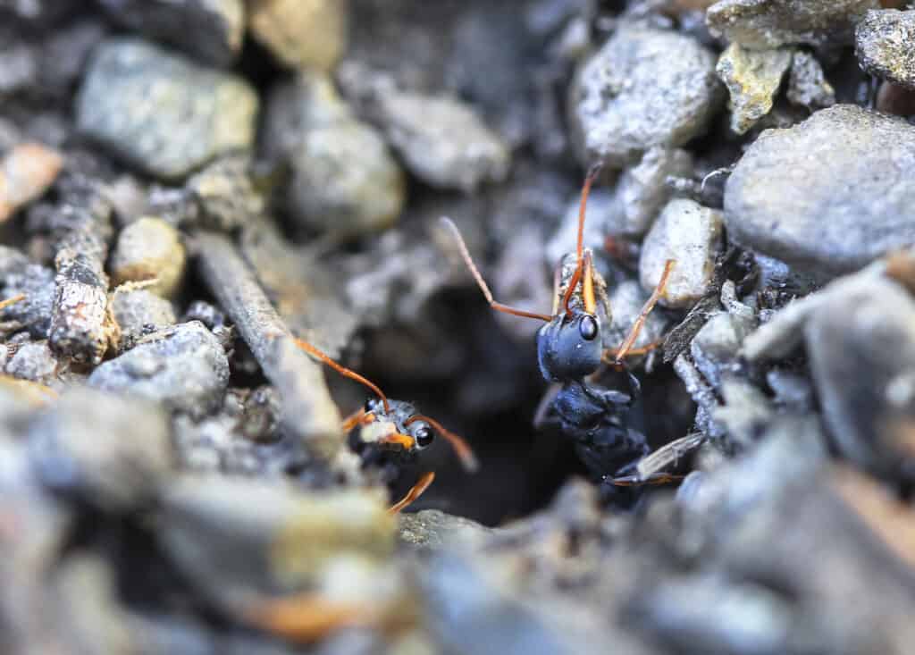 Jack Jumper Ants in Tasmania