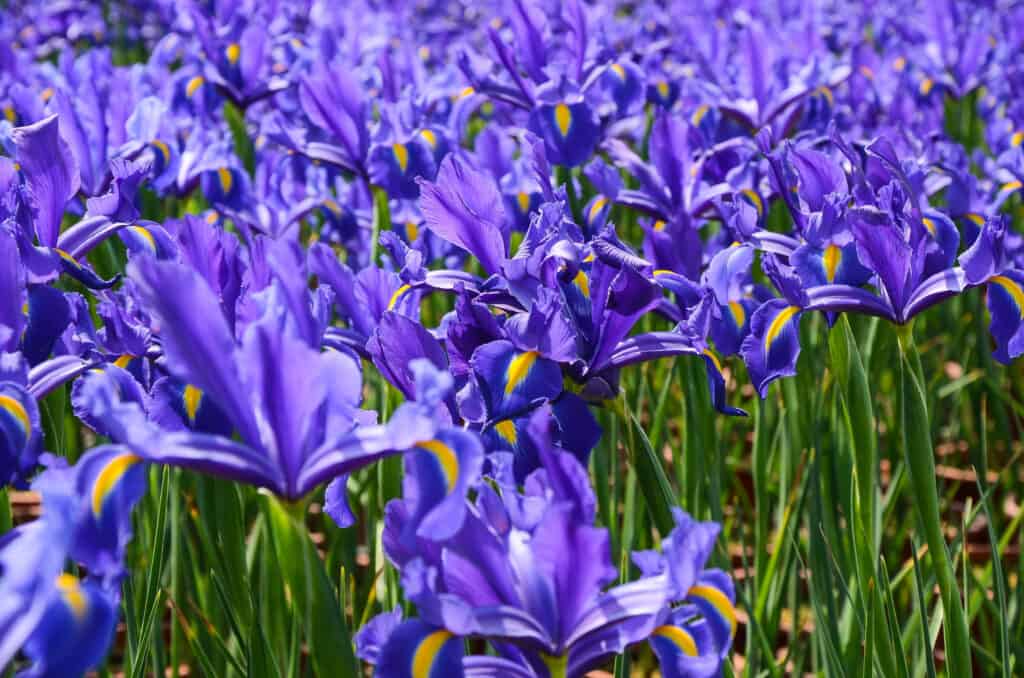 Dutch iris is also known as Iris hollandica