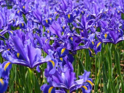 A Dutch Iris vs. Siberian Iris: How to Tell the Difference