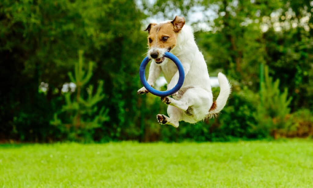 Dog, Jumping, Playing, Playful, Toy