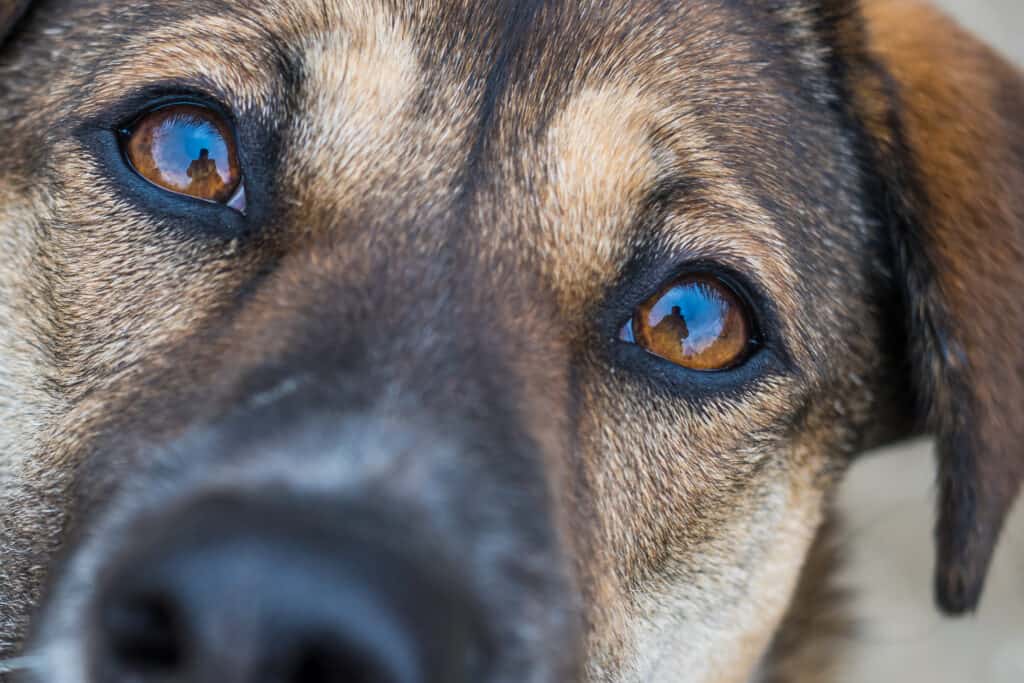 Gros plan des yeux du chien