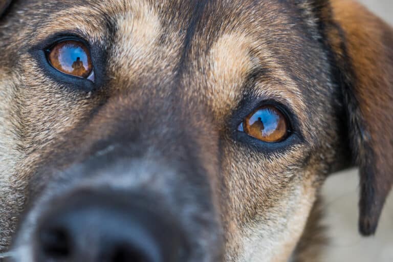 Close up of dog's eyes