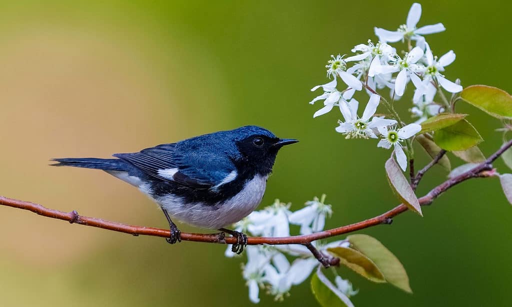 Black-throated Blue Warbler, Blue, Grand Bend, Ontario - Canada, Warbler