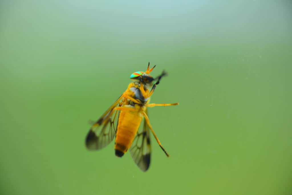 Yellow fly