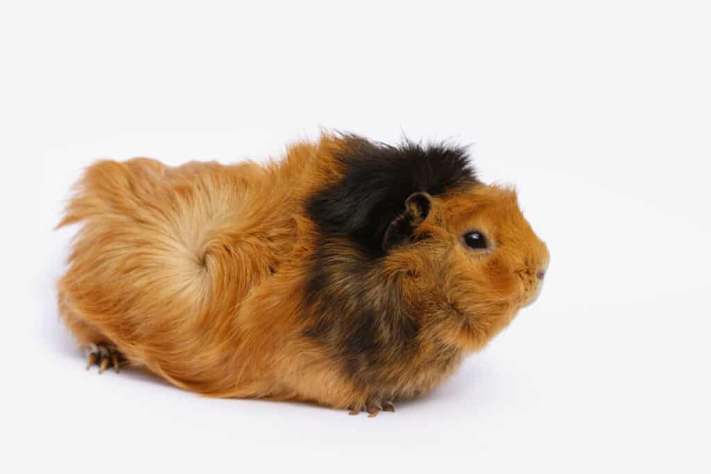 Abyssinian guinea pig on white background