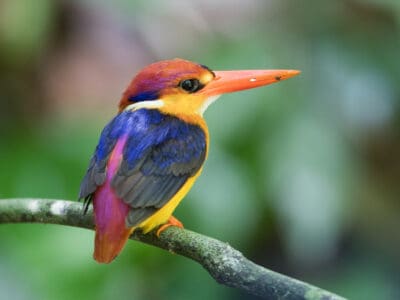 A Oriental Dwarf Kingfisher