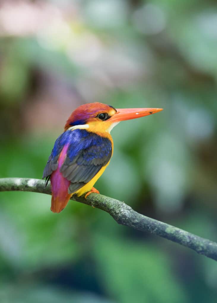 Oriental Kingfisher on a limb