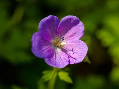 A The 6 Best Perennial Geraniums That Come Back Every Year