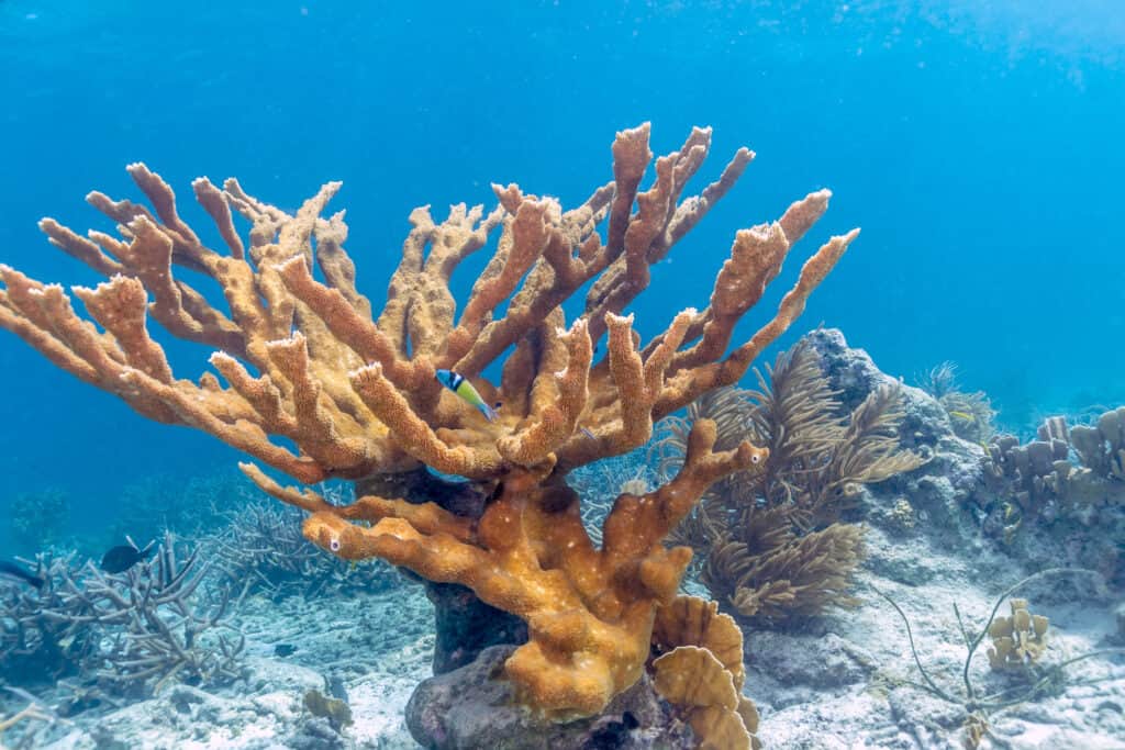 Elkhorn coral (Acropora palmata)