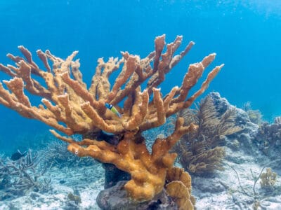 A Coral Quiz: Test Your Coral Knowledge!