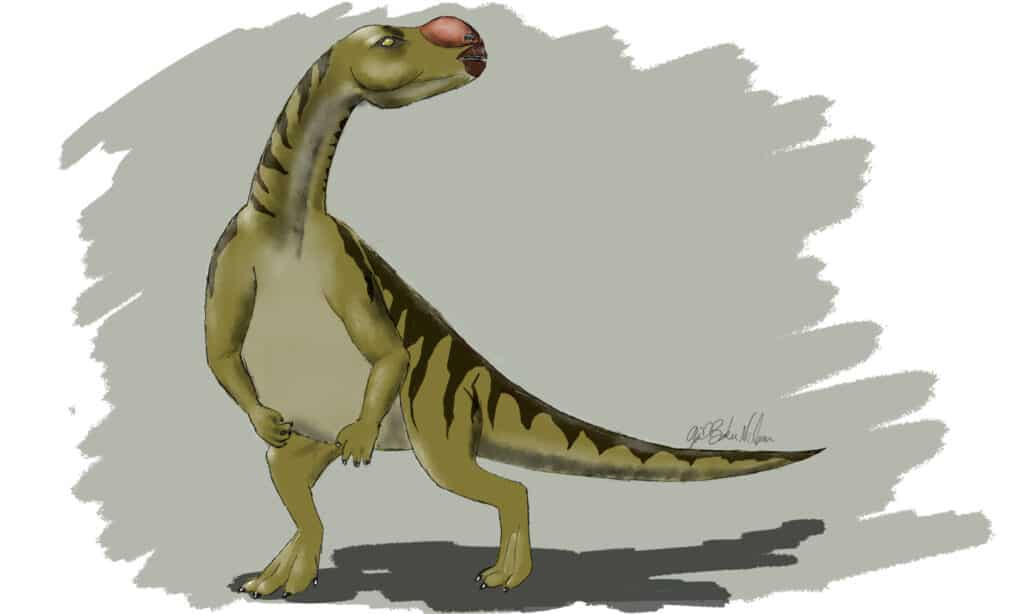 Muttaburrasaurus