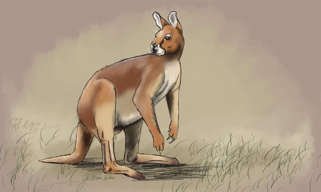 Short-faced kangaroo illustration