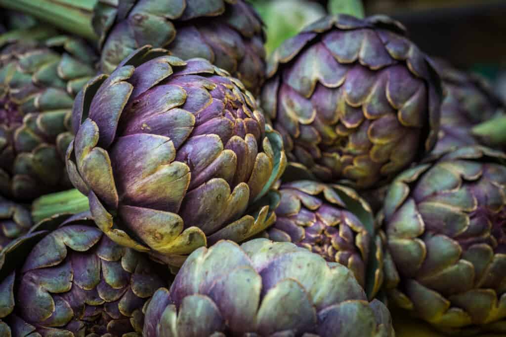 fresh purple and green artichoke piled together