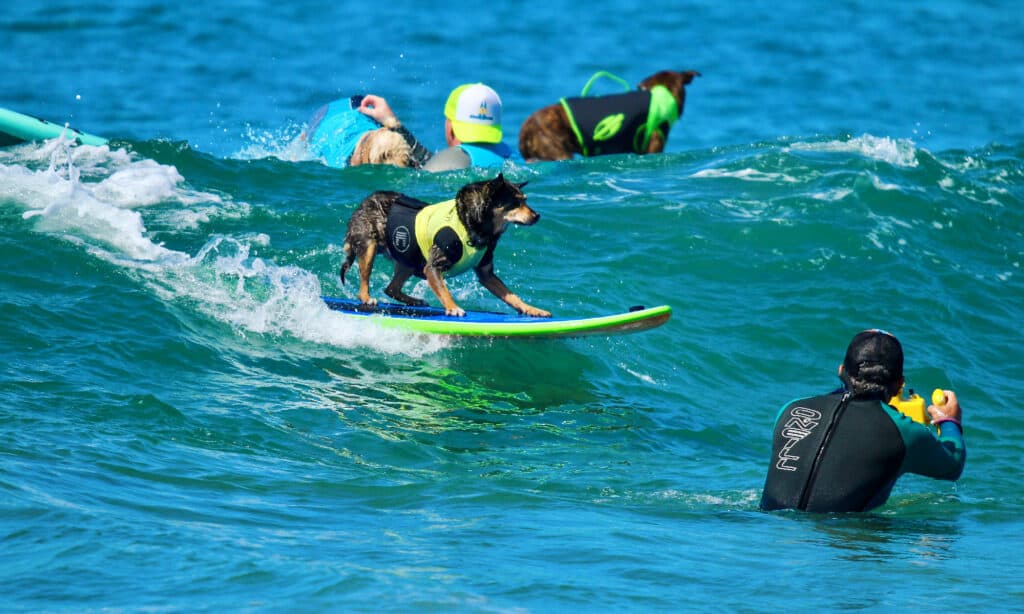Dogs on surfboards surfing with their humans in the ocean.