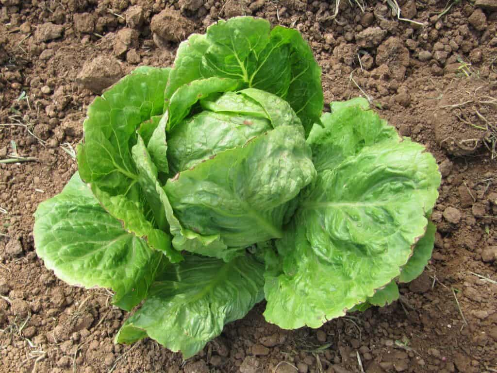 Center frame: one head of green lettuce growing  in brown dirt / soil. More like ground, not potting soil. The lettuce has a tight head surround / framed by large leaves the stick out from the head. The medium brown dirt is the background