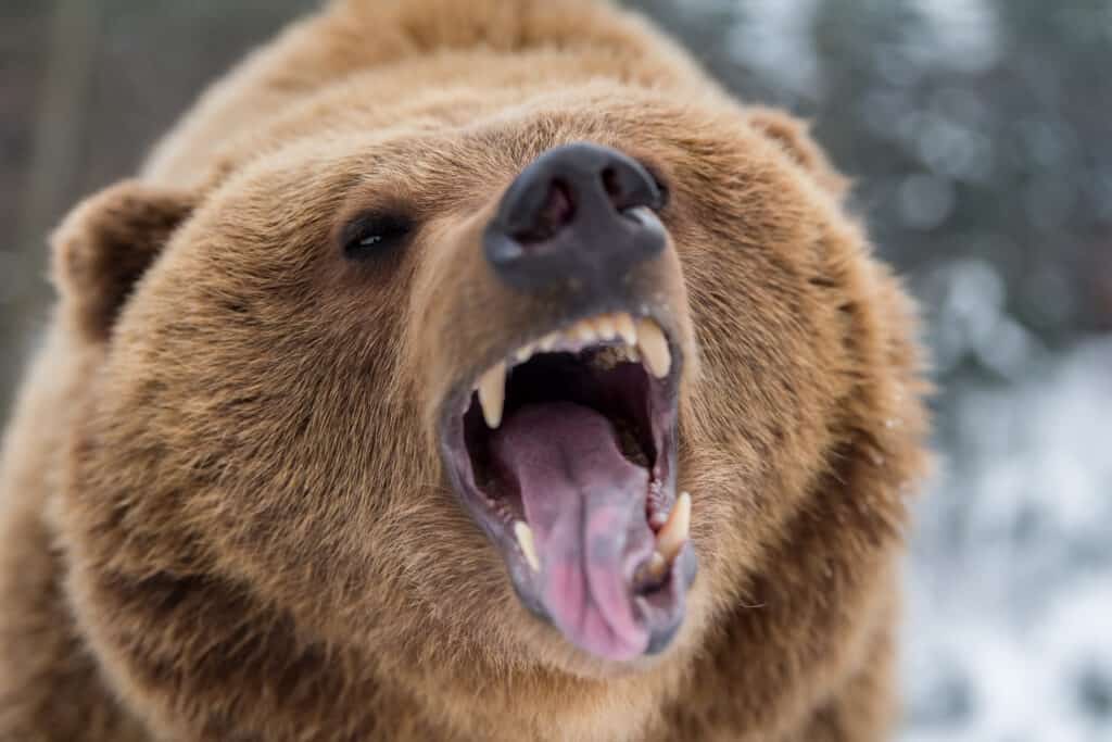 Grizzly Bear Roaring in Winter