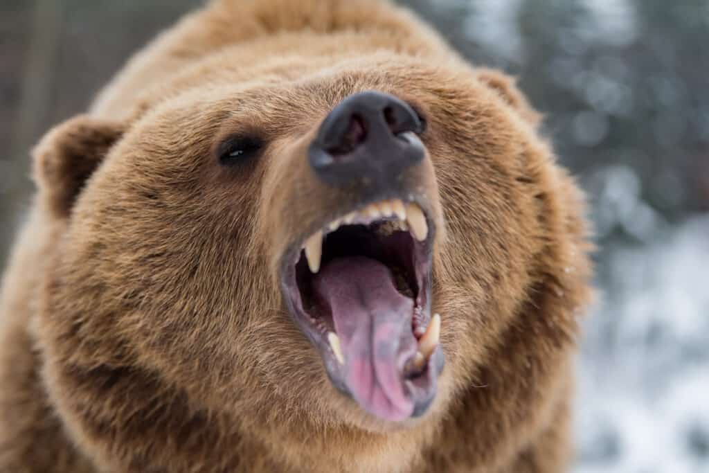 Discover the Largest Bear Ever Caught in Oregon - AZ Animals