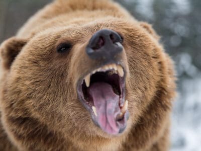 A Could an Unarmed Human Beat a Grizzly Bear?