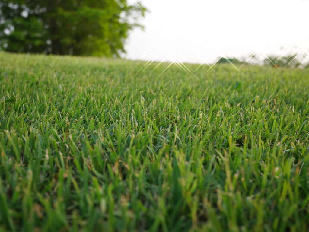 A lush Bermuda grass lawn, perfect for professional landscaping designs.