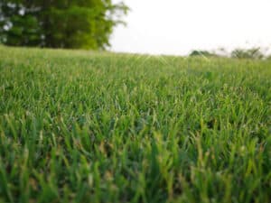 Best Grass Seed for Sandy Soil: Top Options and 9 Critical Care Tips photo