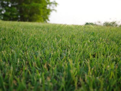 A Best Grass Seed for Sandy Soil: Top Options and 9 Critical Care Tips